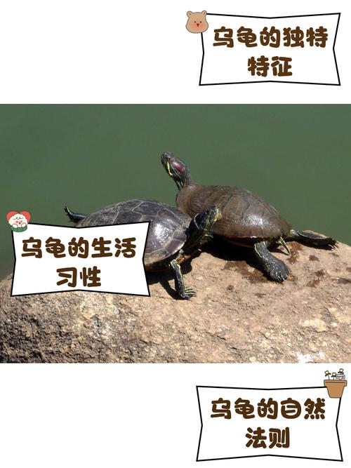 乌龟也有情有记忆(乌龟有记忆力和感情吗) 乌龟也有情有记忆(乌龟有记忆力和感情吗)
