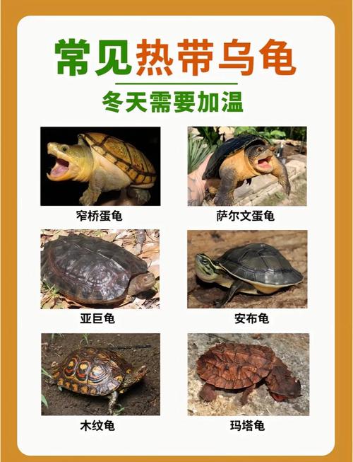 生态责任与未来(乌龟品种大全及图片) 生态责任与未来(乌龟品种大全及图片)