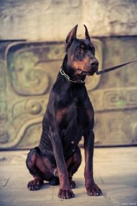 大型犬威猛又亲人，养前多了解（大型狗宠物照片图片）