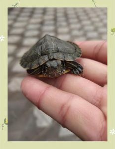 带龟上飞机？先问航空，安全第一！（宠物龟可以带上飞机吗）