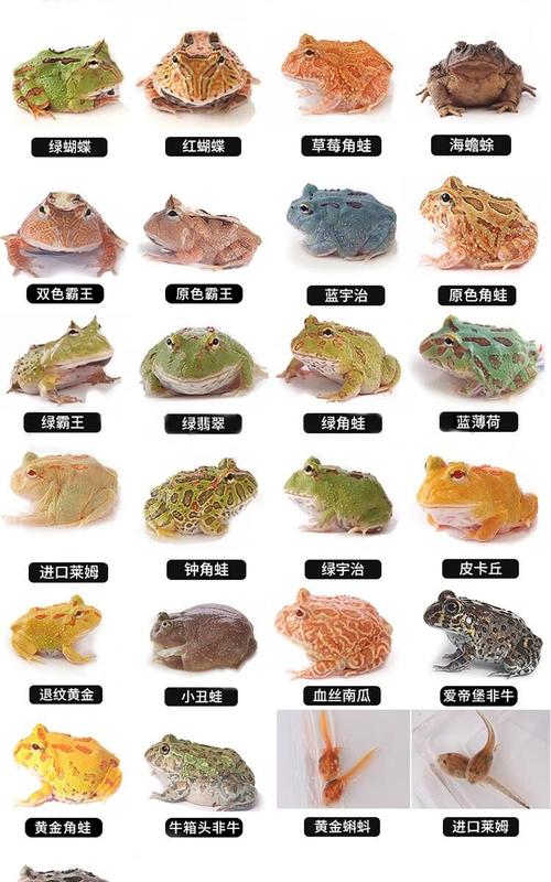 养什么青蛙好?品种饲养指南(宠物青蛙品种大全) 养什么青蛙好?品种饲养指南(宠物青蛙品种大全)