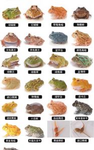 养什么青蛙好？品种饲养指南（宠物青蛙品种大全）