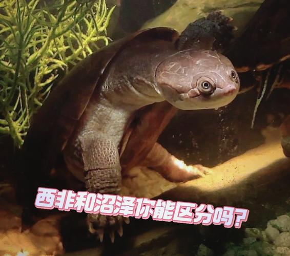 选沼泽龟互动好,安布龟性价比高但需耐心(沼泽龟和安布龟哪个互动性好) 选沼泽龟互动好,安布龟性价比高但需耐心(沼泽龟和安布龟哪个互动性好)