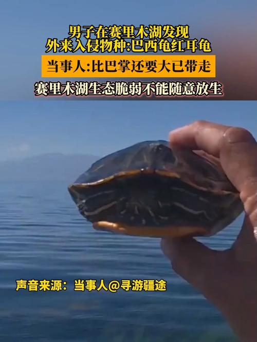 巴西龟入侵生态，请勿放生，科学养宠守护家园（外来物种入侵巴西龟）