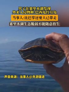 巴西龟入侵生态，请勿放生，科学养宠守护家园（外来物种入侵巴西龟）