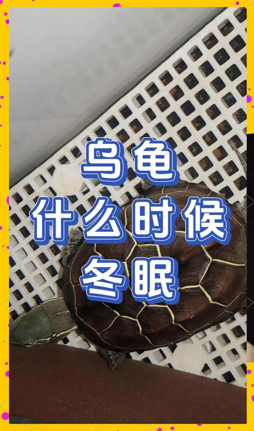 健康检查环境,逐步停食,避免打扰(宠物龟冬眠需要注意什么) 健康检查环境,逐步停食,避免打扰(宠物龟冬眠需要注意什么)