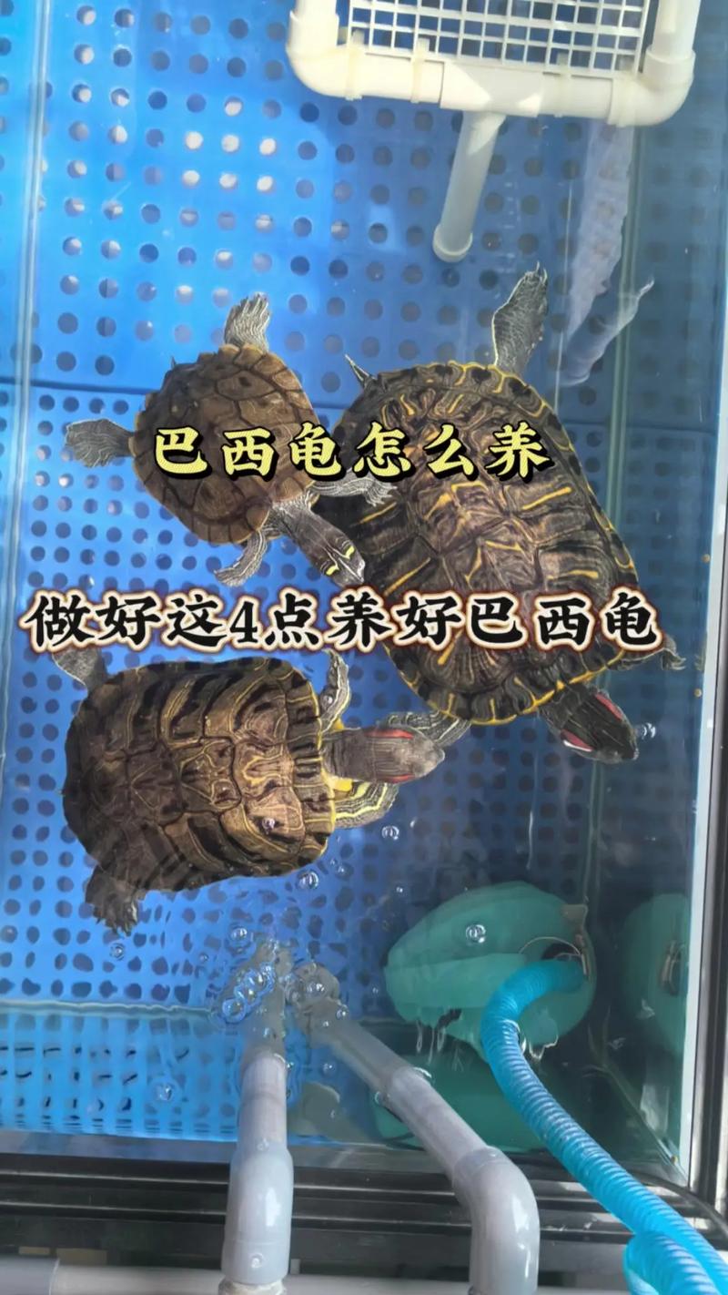 放生巴西龟违法,可能判刑!(放生巴西龟构成什么罪) 放生巴西龟违法,可能判刑!(放生巴西龟构成什么罪)