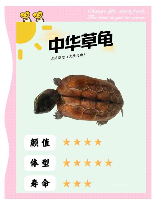 本能保护与情感交流(乌龟为什么喜欢爬在主人的头上) 本能保护与情感交流(乌龟为什么喜欢爬在主人的头上)