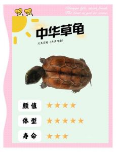 本能保护与情感交流（乌龟为什么喜欢爬在主人的头上）