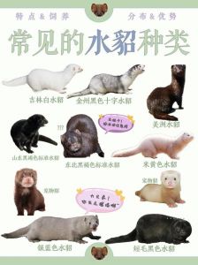 选哪种宠物貂？美欧安雪貂特点大解析！（宠物貂的品种）