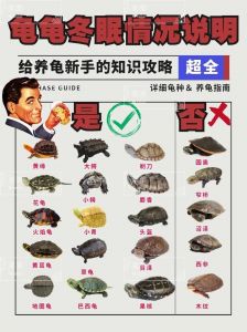墨西哥蛋龟养殖全攻略（蛋龟养殖内容的ppt）
