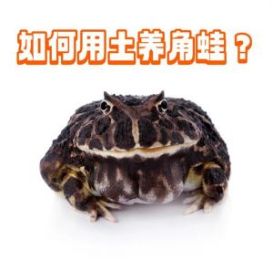 科学喂养宠物蛙，定量根据体型调整（宠物蛙一般吃多少）