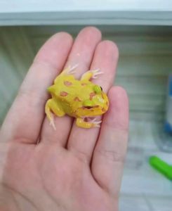 萌但凶，养需小心！（宠物蛙图片小红书。）