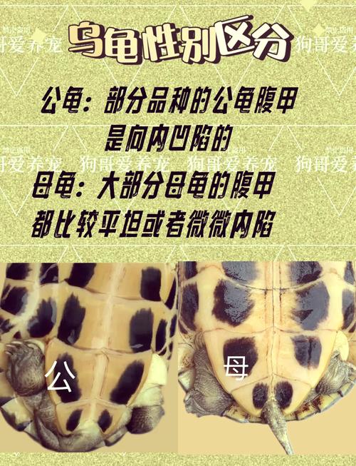 巴西龟易打架,建议单独饲养(巴西龟为什么不能养2只) 巴西龟易打架,建议单独饲养(巴西龟为什么不能养2只)