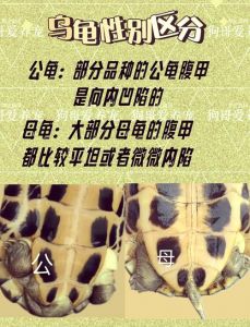 斑点龟公母辨别及饲养要点（斑点龟怎么分公母图解）