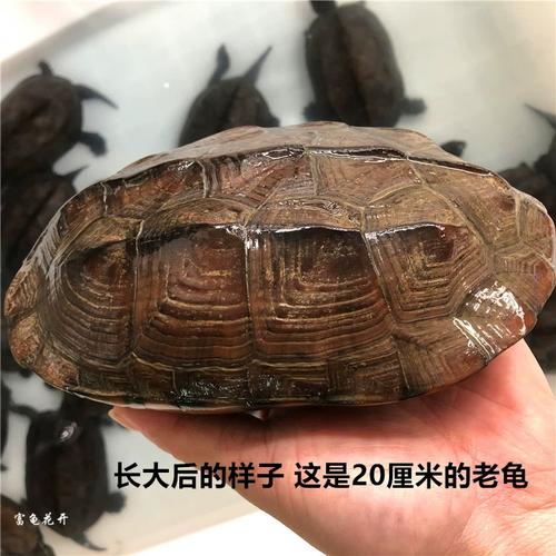 耐寒龟品种多 冬眠省钱又有趣(冷水蛋龟有哪些品种) 耐寒龟品种多 冬眠省钱又有趣(冷水蛋龟有哪些品种)
