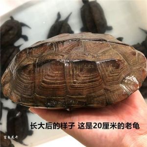 耐寒龟品种多 冬眠省钱又有趣（冷水蛋龟有哪些品种）