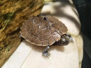 乌龟入梦是好兆头，象征长寿智慧（梦到有灵性的小乌龟）