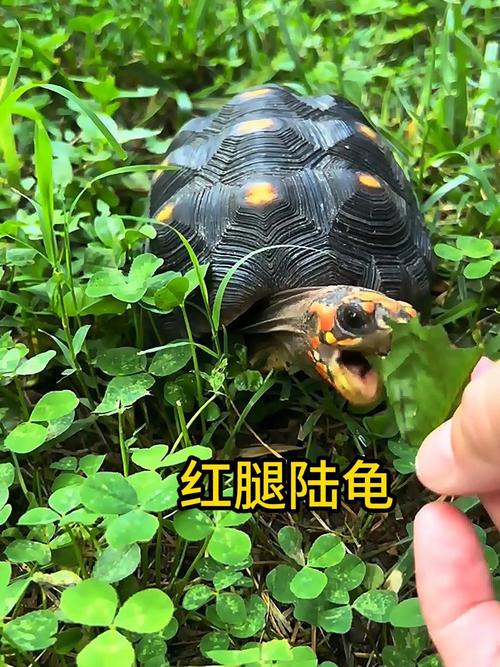 象龟安哥洛卡缅甸辐射红腿陆龟介绍(常见陆龟品种和图片) 象龟安哥洛卡缅甸辐射红腿陆龟介绍(常见陆龟品种和图片)