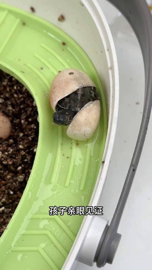 自然与人工方法解析(乌龟蛋孵化全过程步骤图解) 自然与人工方法解析(乌龟蛋孵化全过程步骤图解)