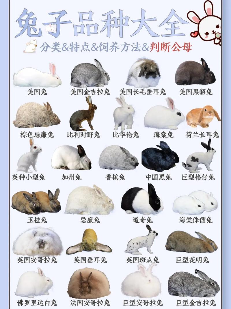 垂耳侏儒安哥拉等(宠物兔的品种与图片) 垂耳侏儒安哥拉等(宠物兔的品种与图片)