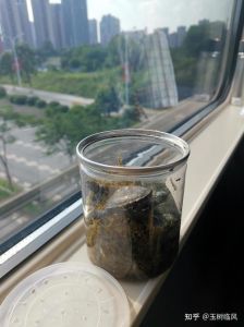 小乌龟不能带高铁，宠物托运仅限猫狗（小乌龟能带上高铁吗）