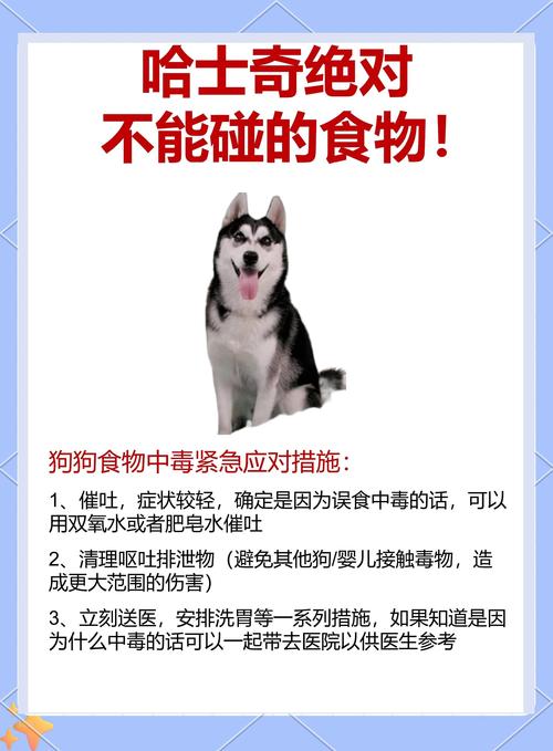 狗狗拒食怎么办?(宠物狗不吃饭怎么办) 狗狗拒食怎么办?(宠物狗不吃饭怎么办)