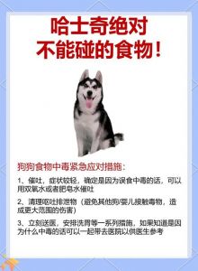 狗狗拒食怎么办？（宠物狗不吃饭怎么办）