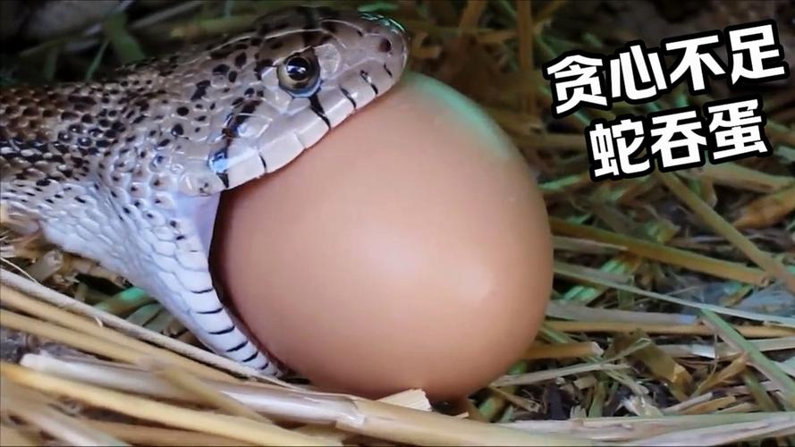 养宠物蛇要注意饮食和喂食频率(宠物蛇吃东西) 养宠物蛇要注意饮食和喂食频率(宠物蛇吃东西)