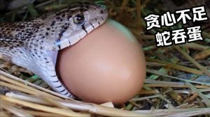 养宠物蛇要注意饮食和喂食频率（宠物蛇吃东西）