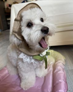 探索人宠情与生命真谛（萌萌被改造成宠物犬）