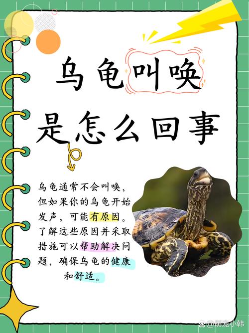 乌龟也会叫?原因与照顾指南(乌龟叫代表什么) 乌龟也会叫?原因与照顾指南(乌龟叫代表什么)