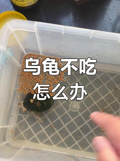 小龟拒食怎么办?试试这些方法!(小龟不吃东西怎么办) 小龟拒食怎么办?试试这些方法!(小龟不吃东西怎么办)