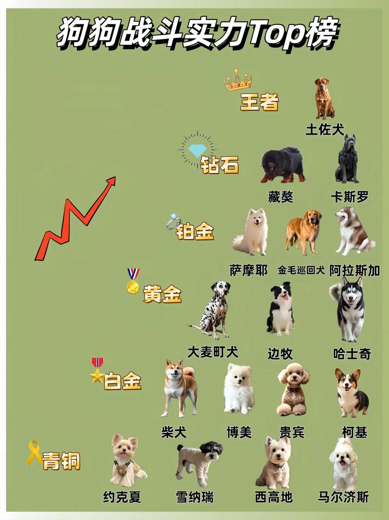 拉布拉多夺冠!温顺实用犬更受都市宠主爱(宠物狗十大排行) 拉布拉多夺冠!温顺实用犬更受都市宠主爱(宠物狗十大排行)