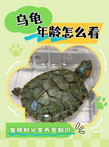 记忆力好会学习，不是呆笨的小动物（乌龟的智商高吗）