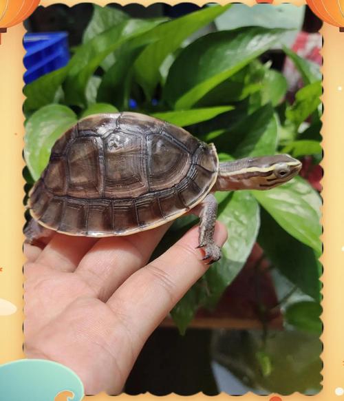 新手养龟,选这几种不易死的!(不容易养死的龟有哪些) 新手养龟,选这几种不易死的!(不容易养死的龟有哪些)