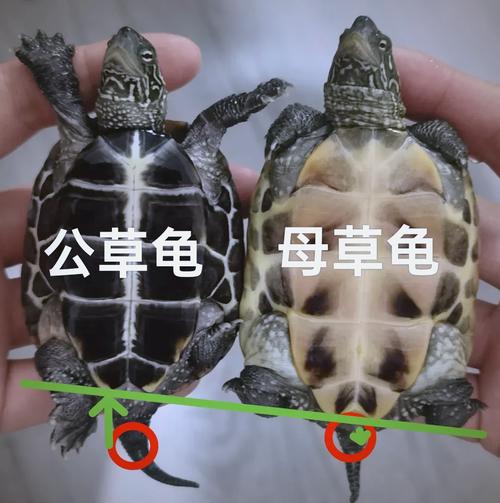 乌龟怎么繁殖？公母识别及注意事项（乌龟养一公一母会生小龟吗）