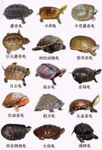 常见乌龟种类及养护（乌龟所有品种图片）