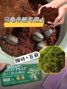 南方降水位，热带不断水，做好准备防疾病（冬天乌龟应该怎么养）
