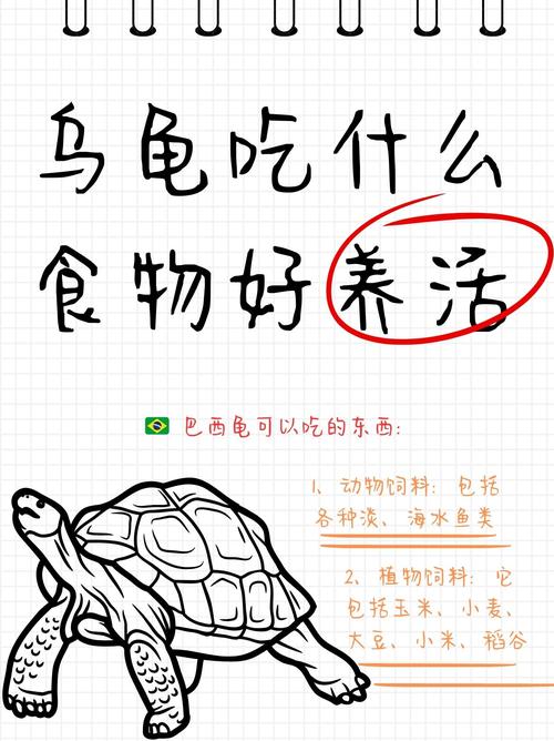 幼龟肉食,成年均衡,注意营养补充!(小巴西宠物龟吃什么) 幼龟肉食,成年均衡,注意营养补充!(小巴西宠物龟吃什么)