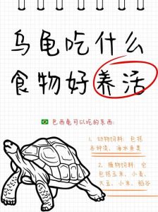 幼龟肉食，成年均衡，注意营养补充！（小巴西宠物龟吃什么）