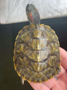 巴西龟几岁产蛋？繁殖季节与注意事项（巴西龟性成熟多大）