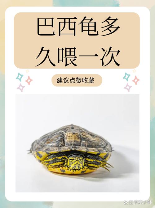 巴西龟不冬眠或能活几个月,拒食怎么办?(巴西小乌龟饿了几天都不吃) 巴西龟不冬眠或能活几个月,拒食怎么办?(巴西小乌龟饿了几天都不吃)