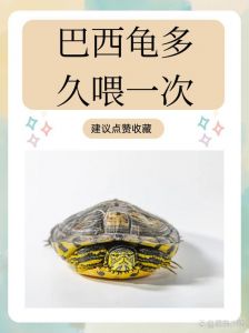 巴西龟不冬眠或能活几个月，拒食怎么办？（巴西小乌龟饿了几天都不吃）