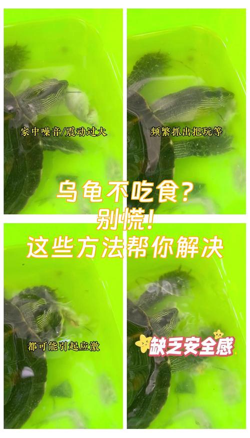 乌龟不吃食?试试这几招!(乌龟不吃东西怎么办才能让它快点吃它) 乌龟不吃食?试试这几招!(乌龟不吃东西怎么办才能让它快点吃它)