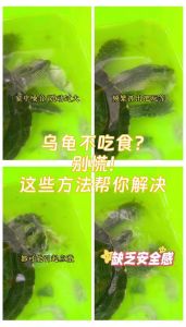 乌龟不吃食？试试这几招！（乌龟不吃东西怎么办才能让它快点吃它）