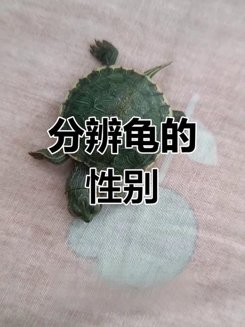 乌龟混养公母比例及注意事项(乌龟是一公两母好还是一母两公) 乌龟混养公母比例及注意事项(乌龟是一公两母好还是一母两公)