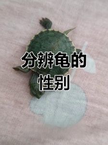 乌龟混养公母比例及注意事项（乌龟是一公两母好还是一母两公）