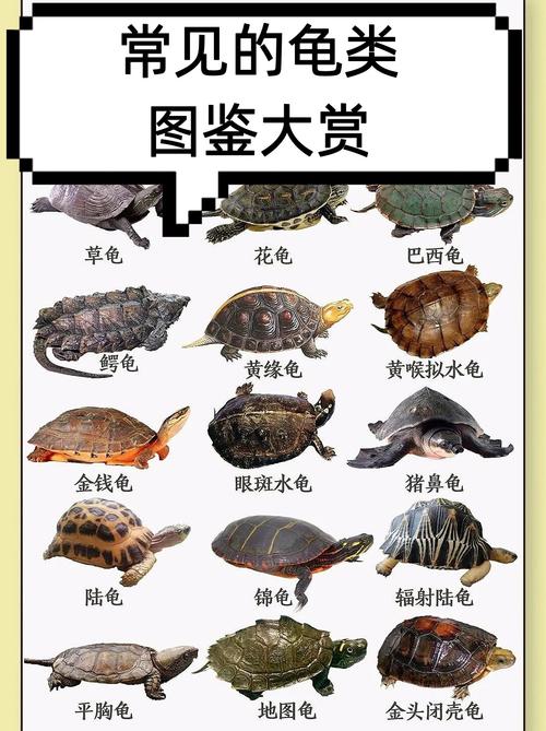 常见小乌龟品种及养护(小乌龟品种大全大图) 常见小乌龟品种及养护(小乌龟品种大全大图)