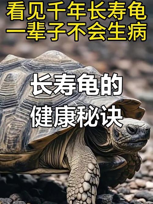 长寿龟壳纹路赫曼红腿陆龟养护指南（国内可以养的乌龟哪种寿命最长）
